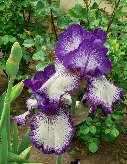  - MAI - luna lui FLORAR