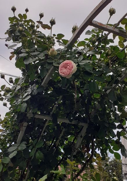 Palais Royale - MAI - luna lui FLORAR