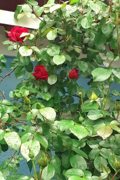 Amadeus - MAI - luna lui FLORAR