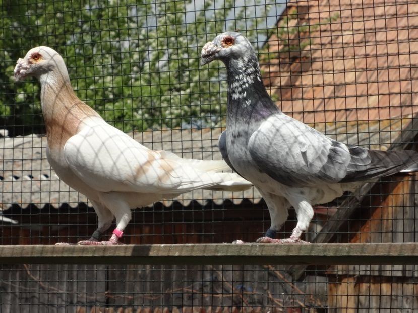 PERECHEA 13. - 07-VOIAJORI STIL VECHI 2022