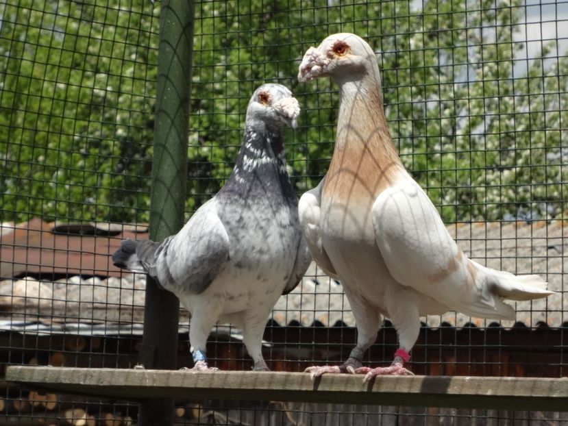  - 07-VOIAJORI STIL VECHI 2022