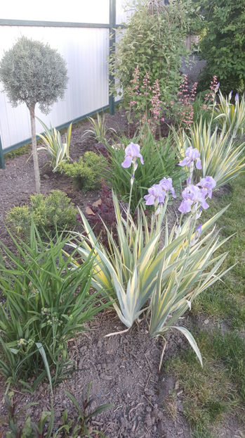 Iris Pallida 'Argentea Variegata - Gradina si terasa PrimaLuce_9-Hello 2022