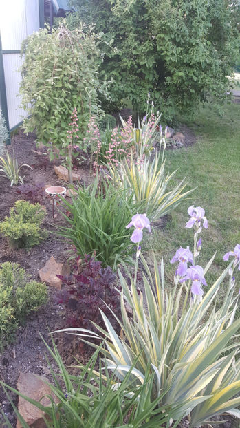 Iris Pallida 'Argentea Variegata - Gradina si terasa PrimaLuce_9-Hello 2022