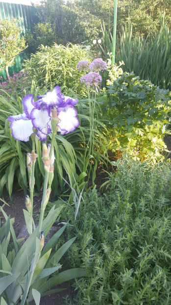 iris germanica "loop the loop" - Gradina si terasa PrimaLuce_9-Hello 2022