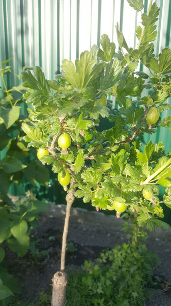 ribes uva crispa(agris) - Gradina si terasa PrimaLuce_9-Hello 2022