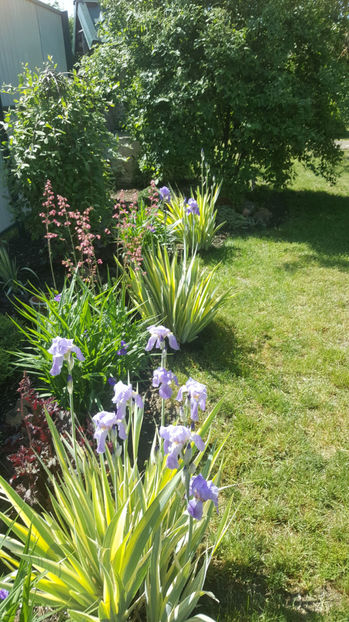 Iris Pallida 'Argentea Variegata - Gradina si terasa PrimaLuce_9-Hello 2022