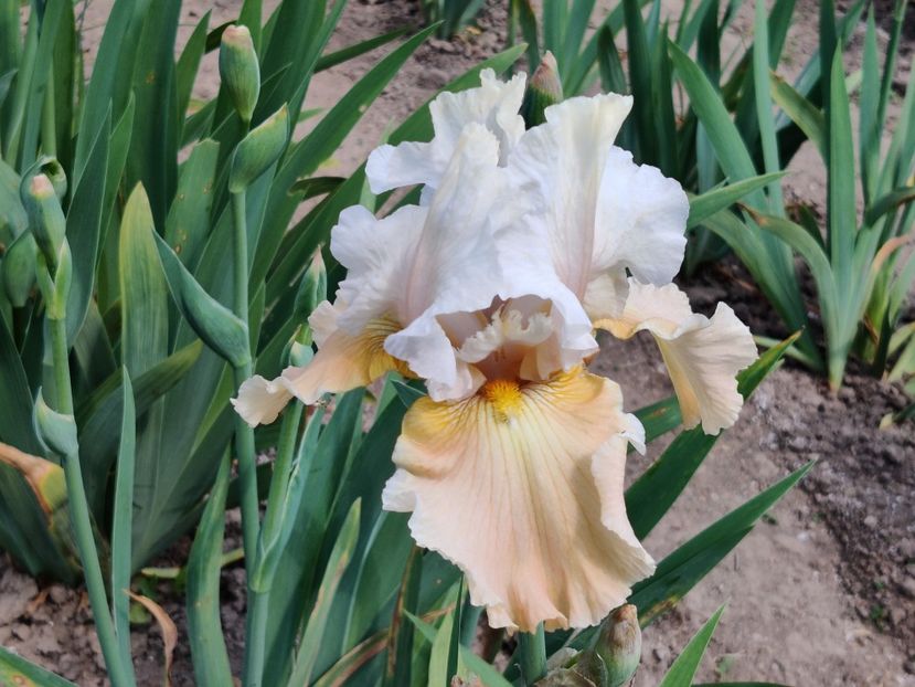 Champagne elegance - Iriși medii și inalti1