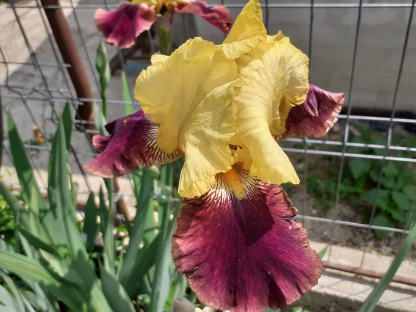  - Iris 2022