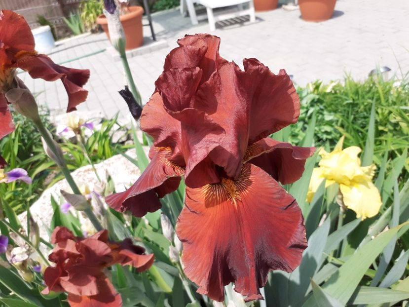  - Iris 2022