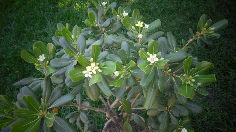 Pittosporum tobira - 2022