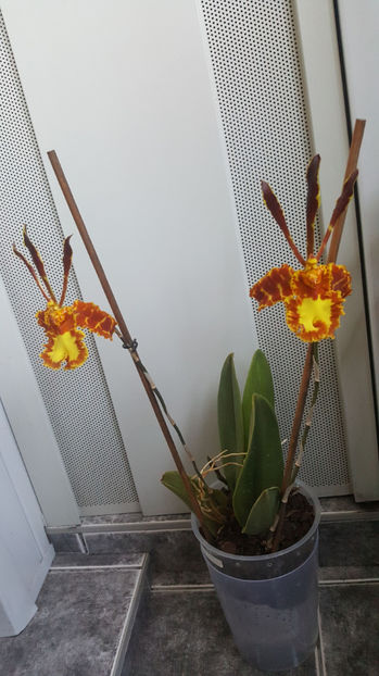 psychopsis papilio mariposa GV - Orhidee_2_psychopsis