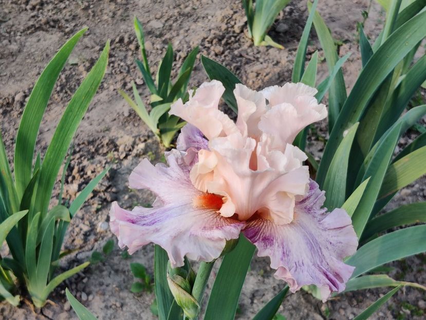 Fruited plain - Iriși medii și inalti1