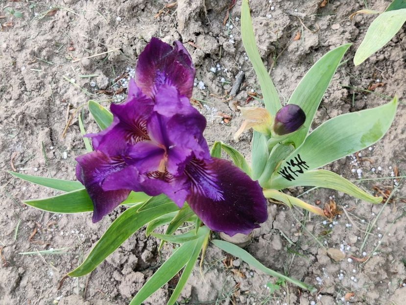 SDB Wish upon a star? - Iris germanica_barbosi