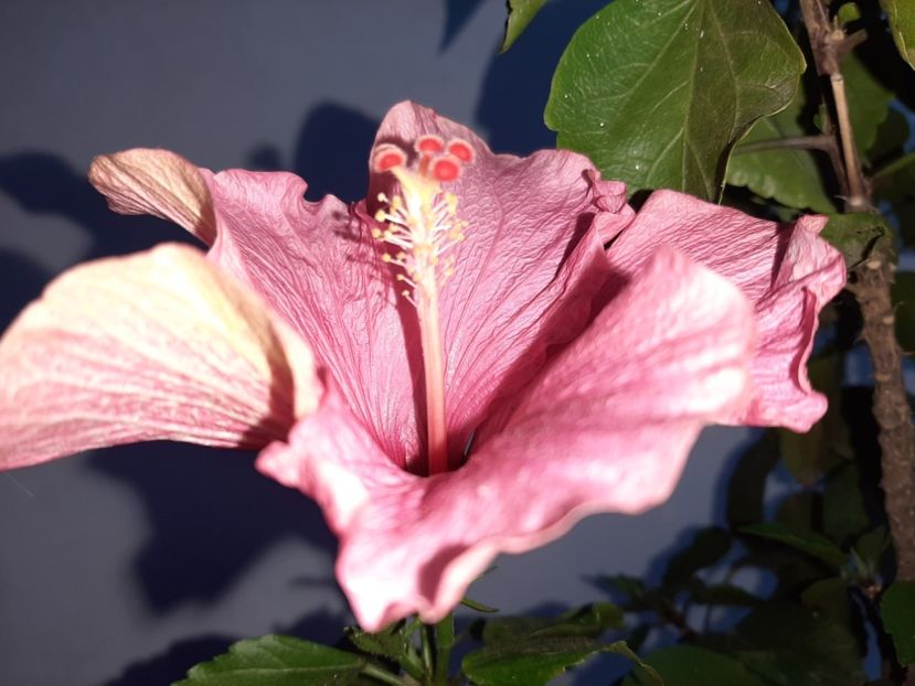  - Florile mele în mai 2022