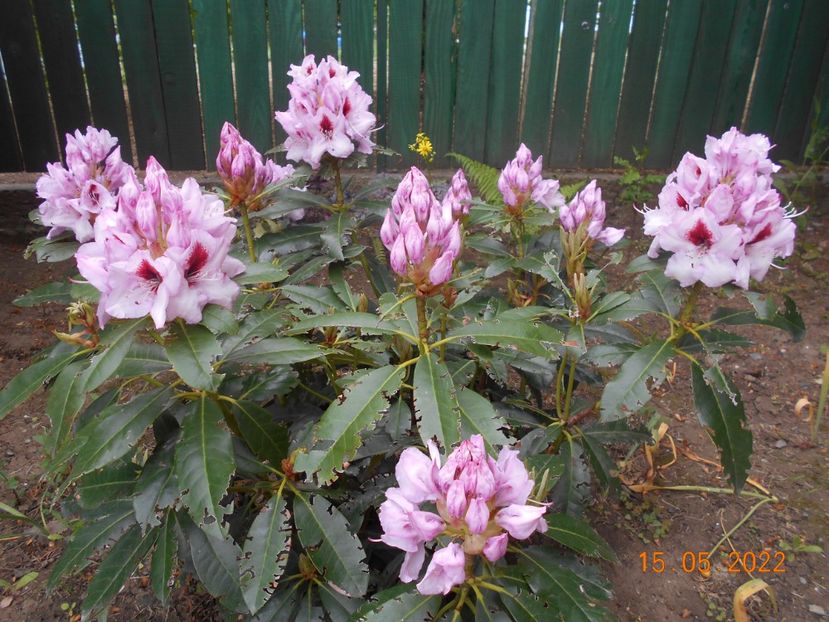  - 02 Azalee-rhododendroni-heleborusi-hortensii-hoste 2022