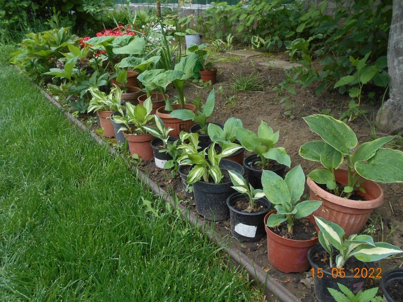  - 02 Azalee-rhododendroni-heleborusi-hortensii-hoste 2022