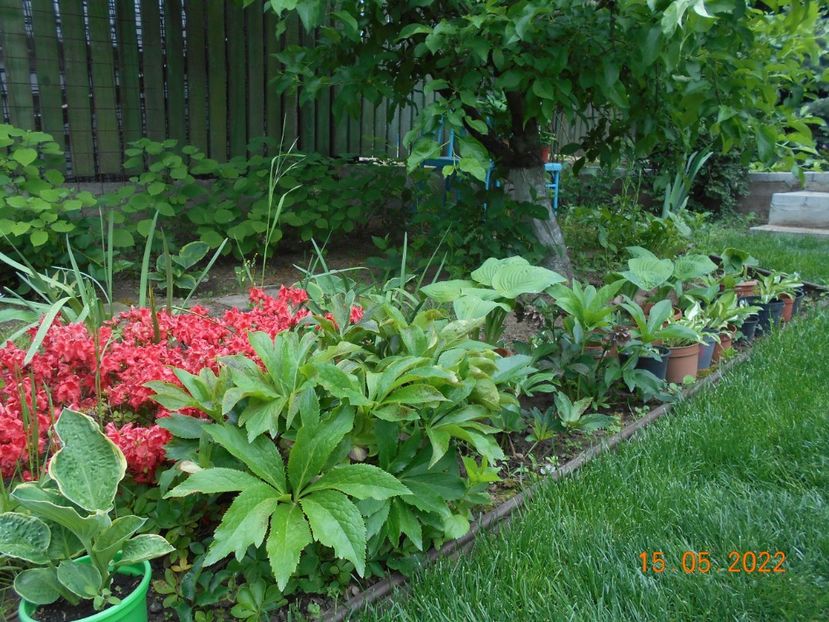 - 02 Azalee-rhododendroni-heleborusi-hortensii-hoste 2022