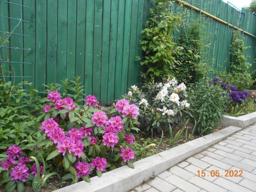  - 02 Azalee-rhododendroni-heleborusi-hortensii-hoste 2022