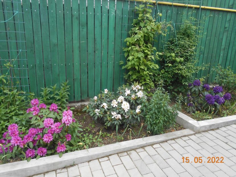  - 02 Azalee-rhododendroni-heleborusi-hortensii-hoste 2022