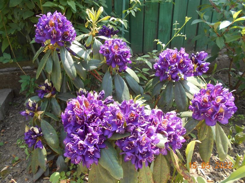  - 02 Azalee-rhododendroni-heleborusi-hortensii-hoste 2022