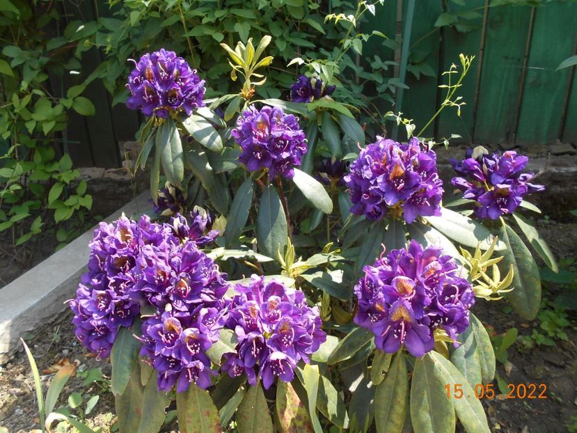  - 02 Azalee-rhododendroni-heleborusi-hortensii-hoste 2022