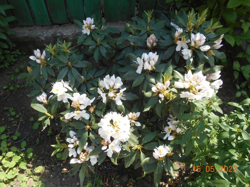  - 02 Azalee-rhododendroni-heleborusi-hortensii-hoste 2022