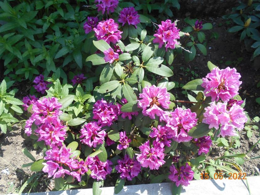  - 02 Azalee-rhododendroni-heleborusi-hortensii-hoste 2022