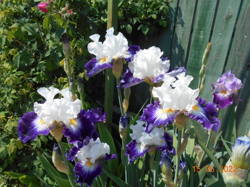 Dancing Star - 02 Irisi 2022