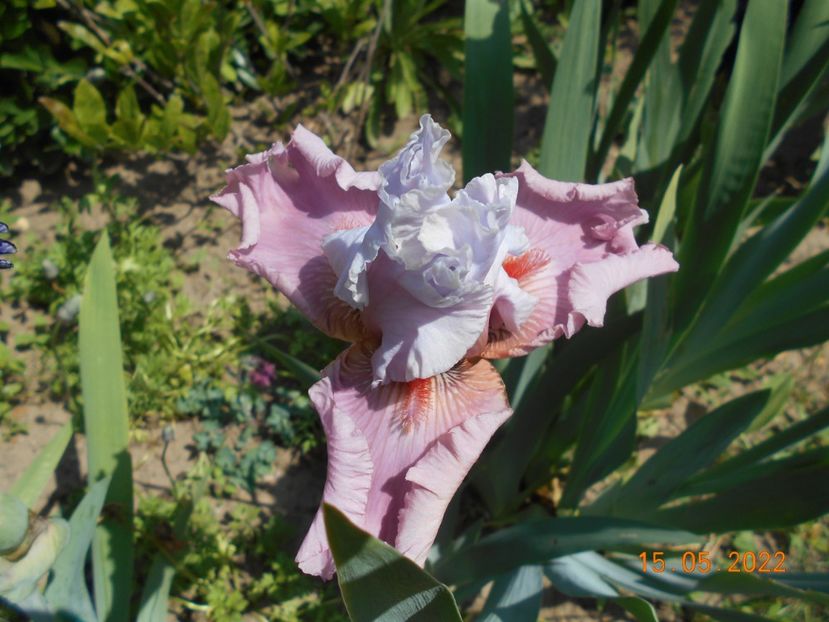 Im dreaming - 02 Irisi 2022