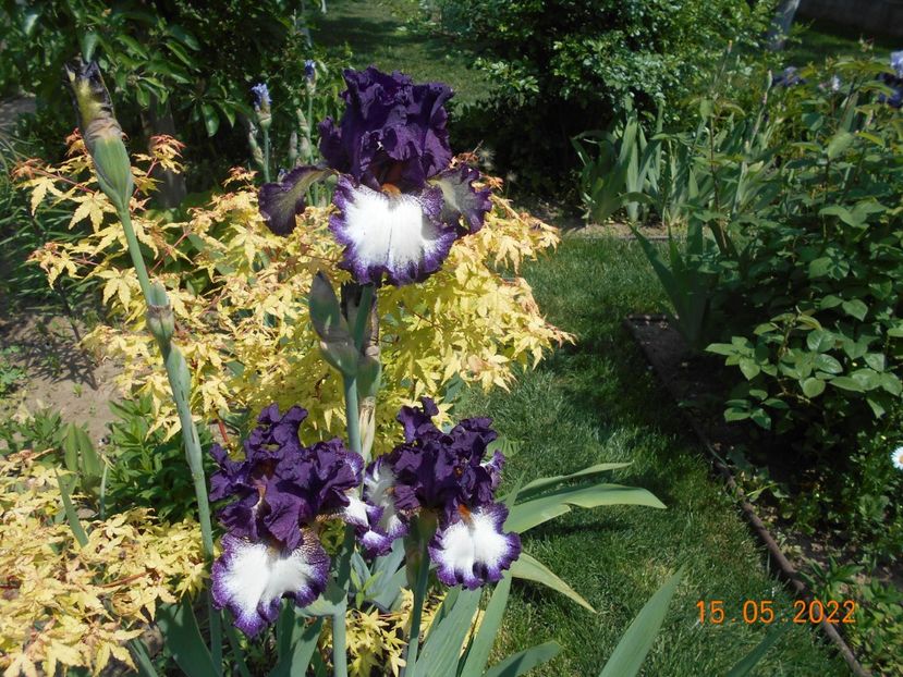 Admiral Nelson - 02 Irisi 2022