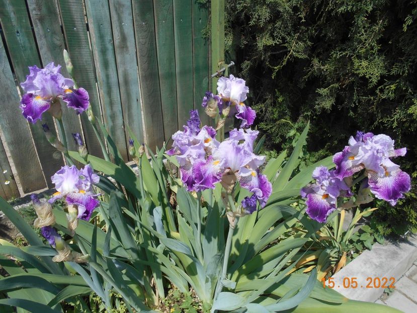 arabella - 02 Irisi 2022