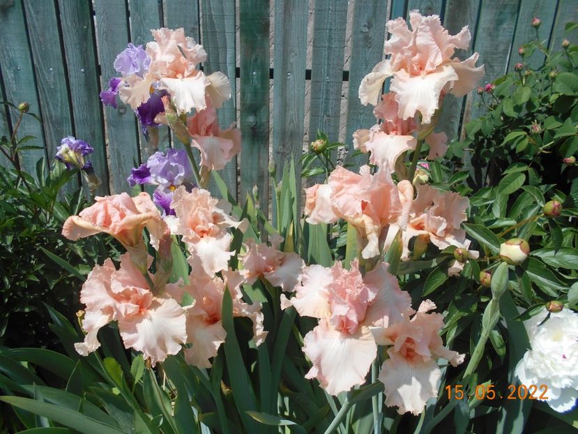 Elsieame Nicholson - 02 Irisi 2022