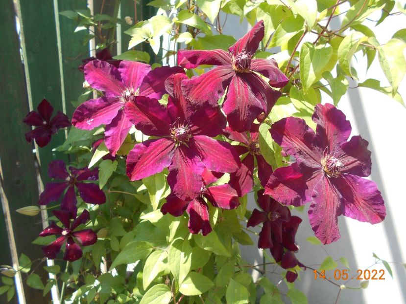  - 02 Clematite 2022