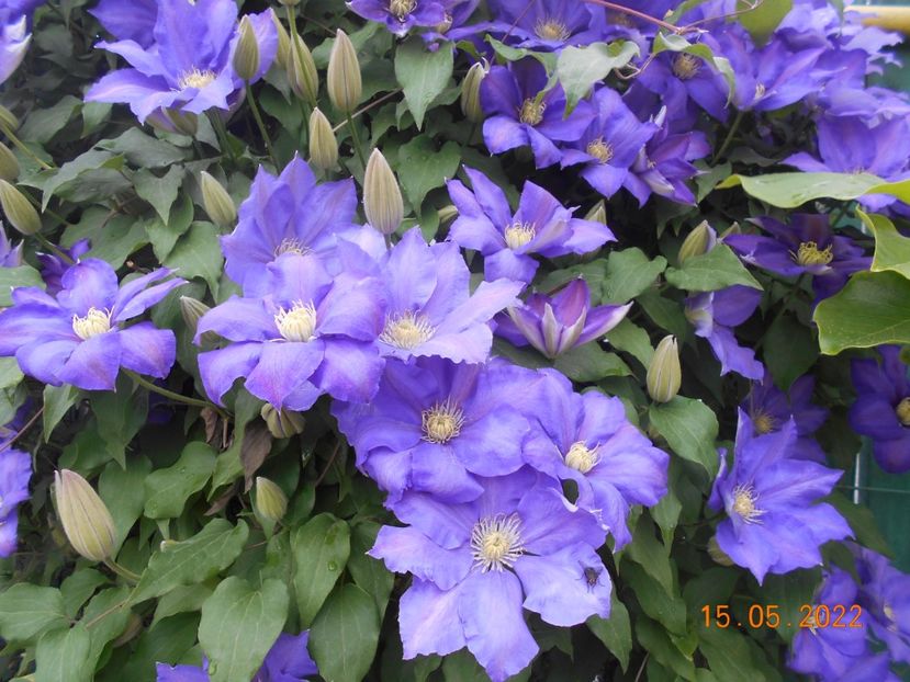  - 02 Clematite 2022