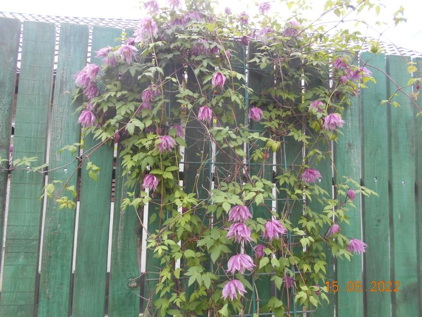  - 02 Clematite 2022