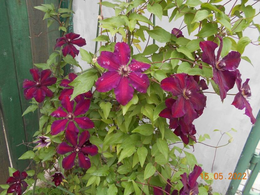  - 02 Clematite 2022