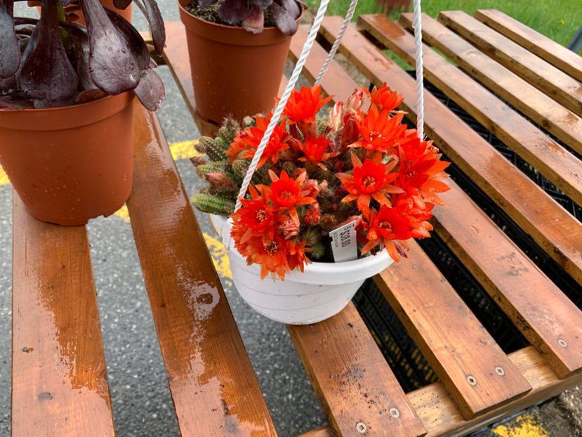 d-lui a venit cu mine acasa :) - Ottawa 2022