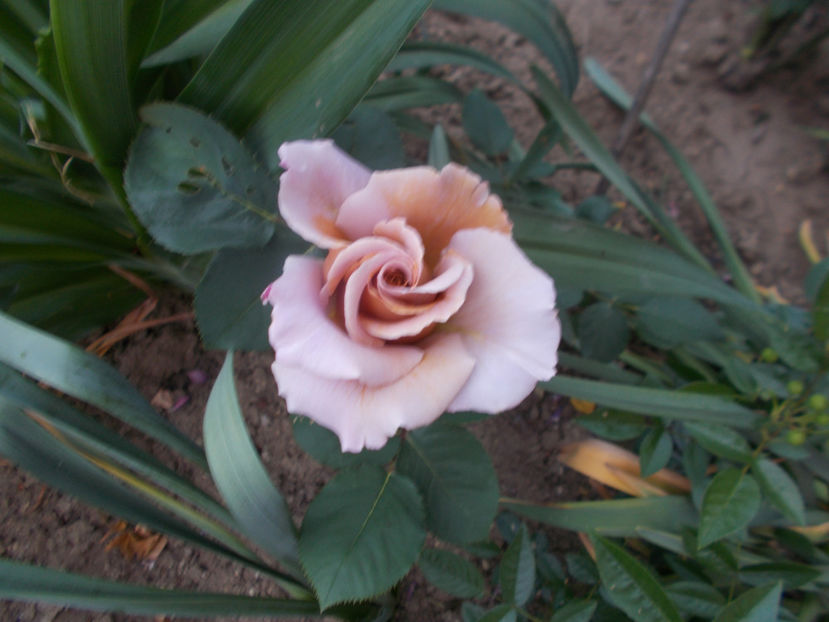 colonel mustard - TRANDAFIRI-2022