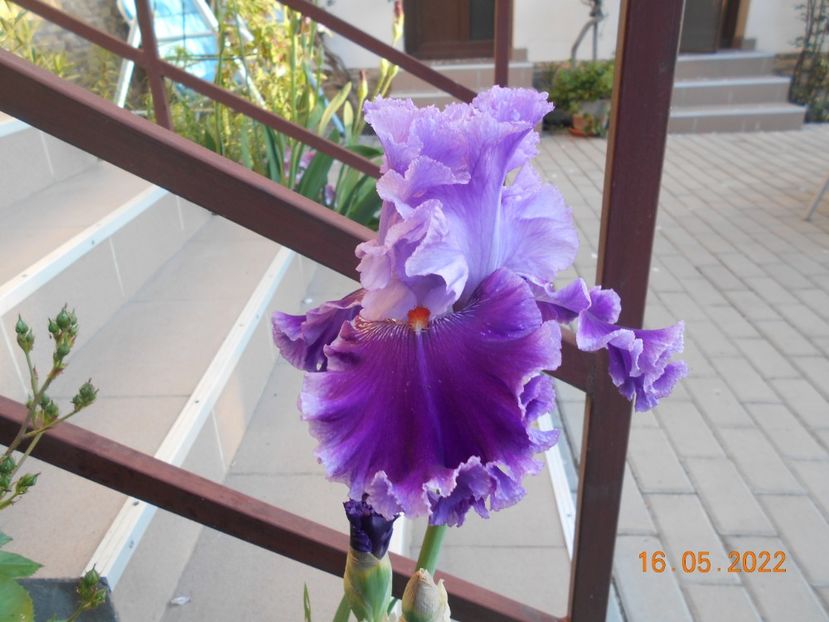 Louisa s song - 02 Irisi 2022