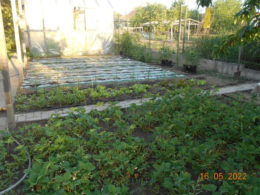  - 02 Gradina de legume 2022