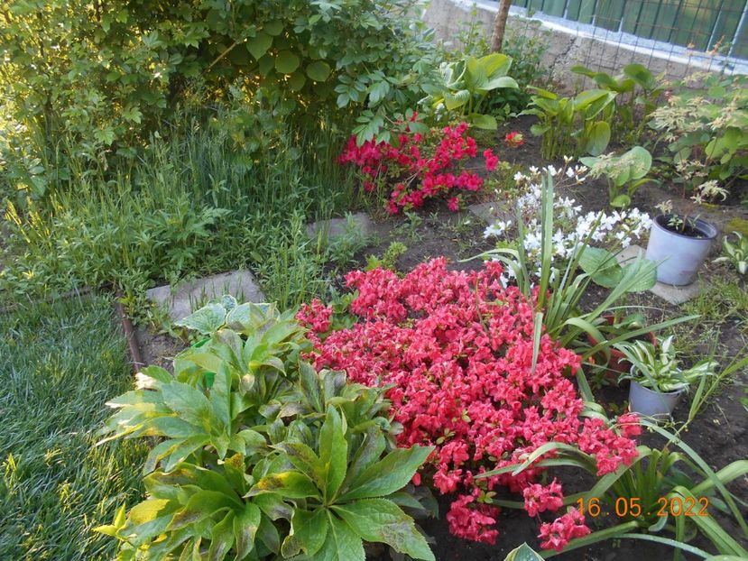  - 02 Azalee-rhododendroni-heleborusi-hortensii-hoste 2022