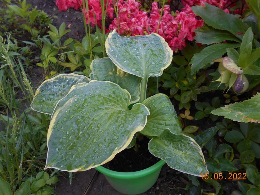  - 02 Azalee-rhododendroni-heleborusi-hortensii-hoste 2022