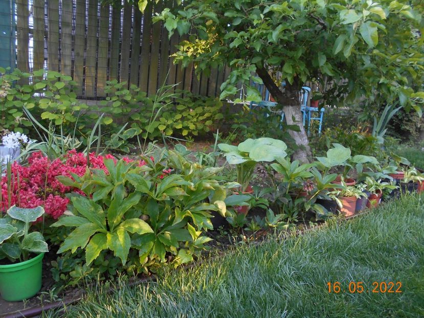  - 02 Azalee-rhododendroni-heleborusi-hortensii-hoste 2022