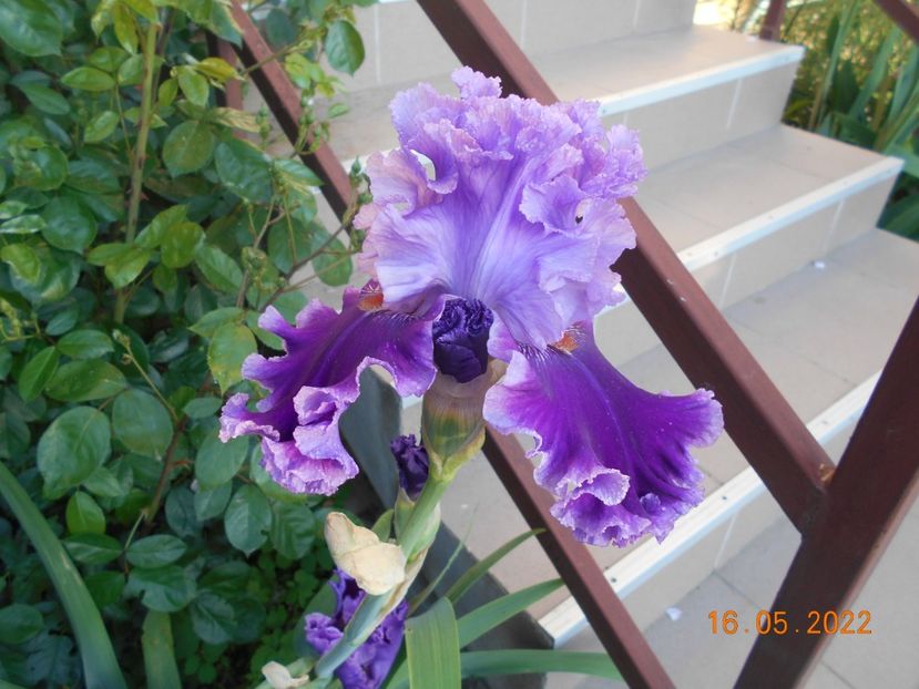 Louisa s song - 02 Irisi 2022