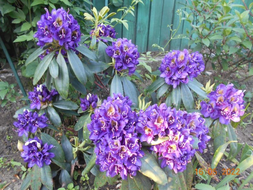  - 02 Azalee-rhododendroni-heleborusi-hortensii-hoste 2022