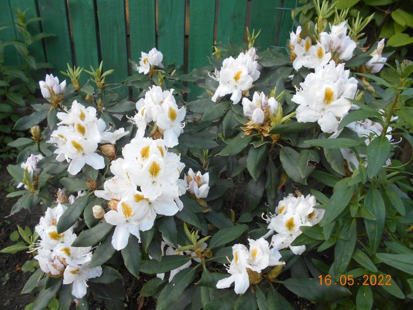  - 02 Azalee-rhododendroni-heleborusi-hortensii-hoste 2022