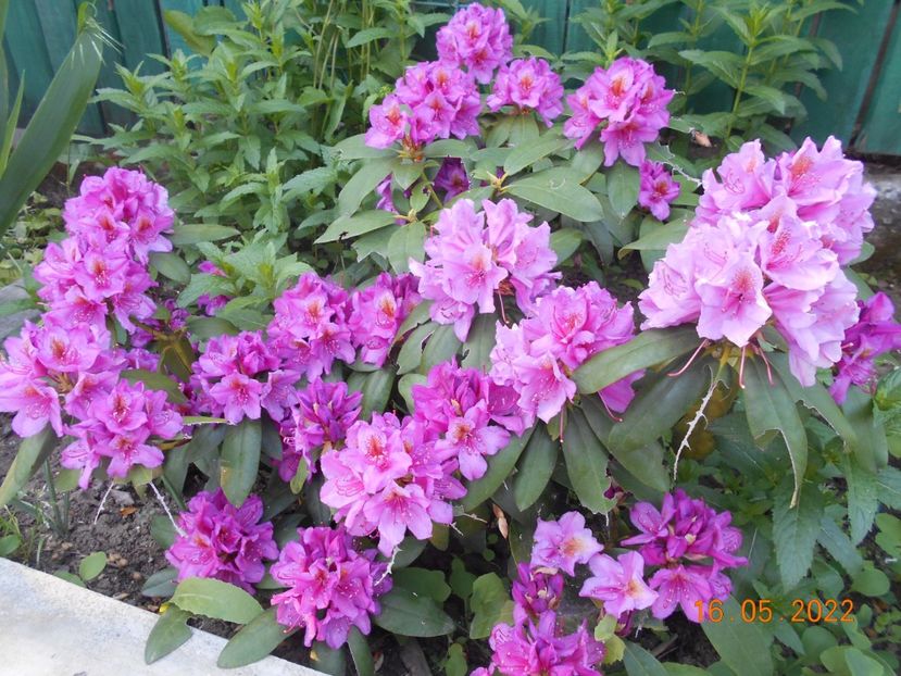  - 02 Azalee-rhododendroni-heleborusi-hortensii-hoste 2022