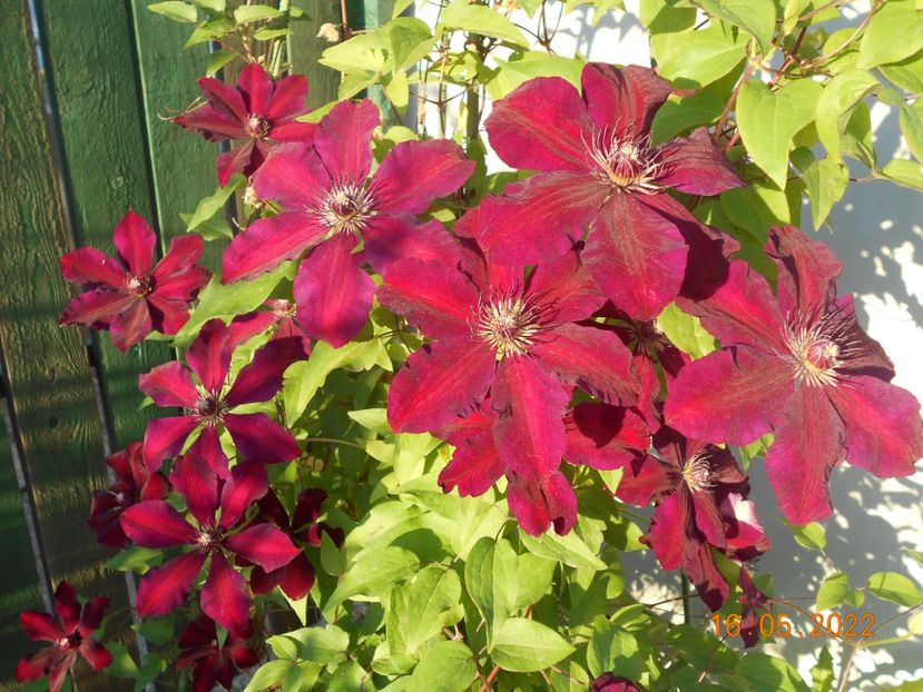  - 02 Clematite 2022