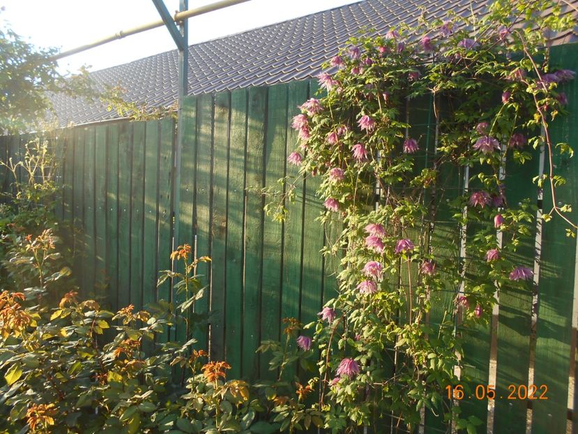  - 02 Clematite 2022