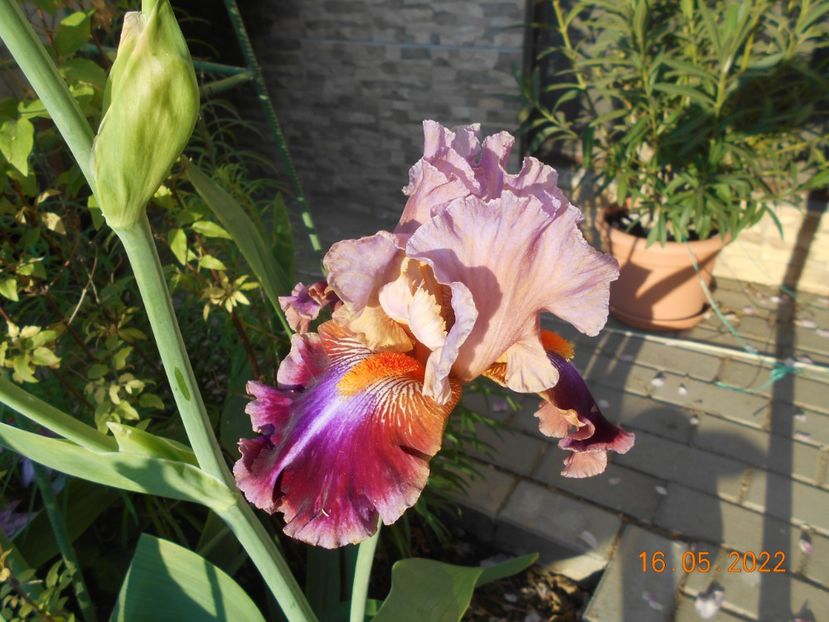 Outrageoux - 02 Irisi 2022